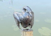 Zwaan