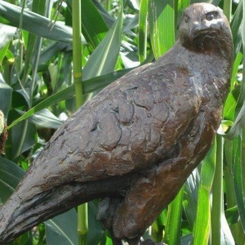 Buizerd